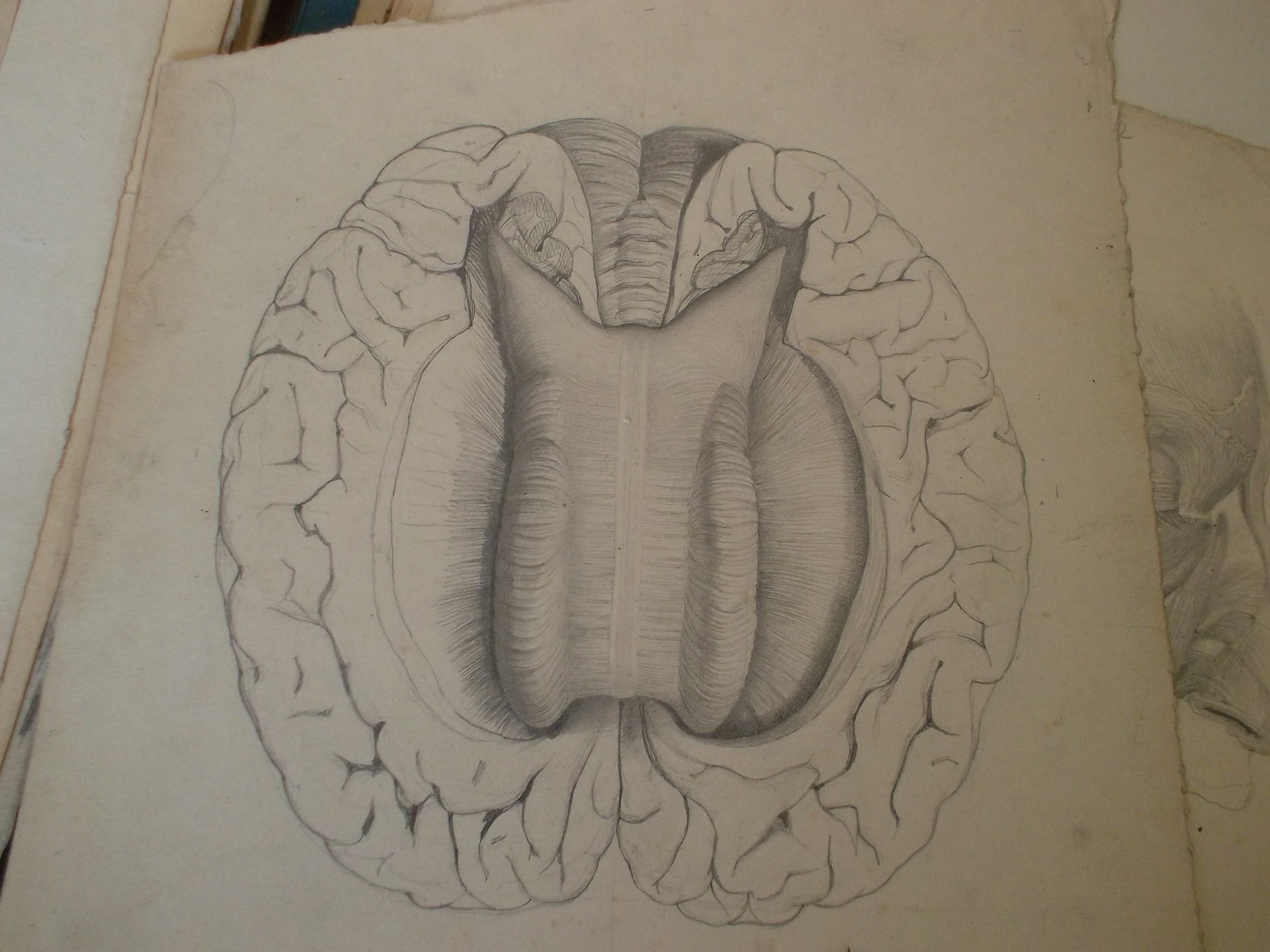 Dessin manuscrit d'un étudiant en médecine vers 1870 (issu d'une pochette de dessins conservée à la BU Santé de l'Université de Rouen Normandie)