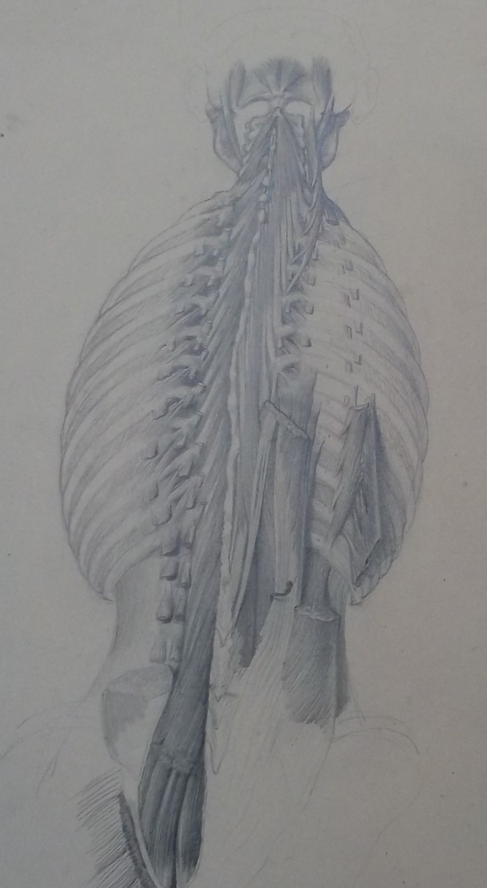 Dessin manuscrit d'un étudiant en médecine vers 1870 (issu d'une pochette de dessins conservée à la BU Santé de l'Université de Rouen Normandie)