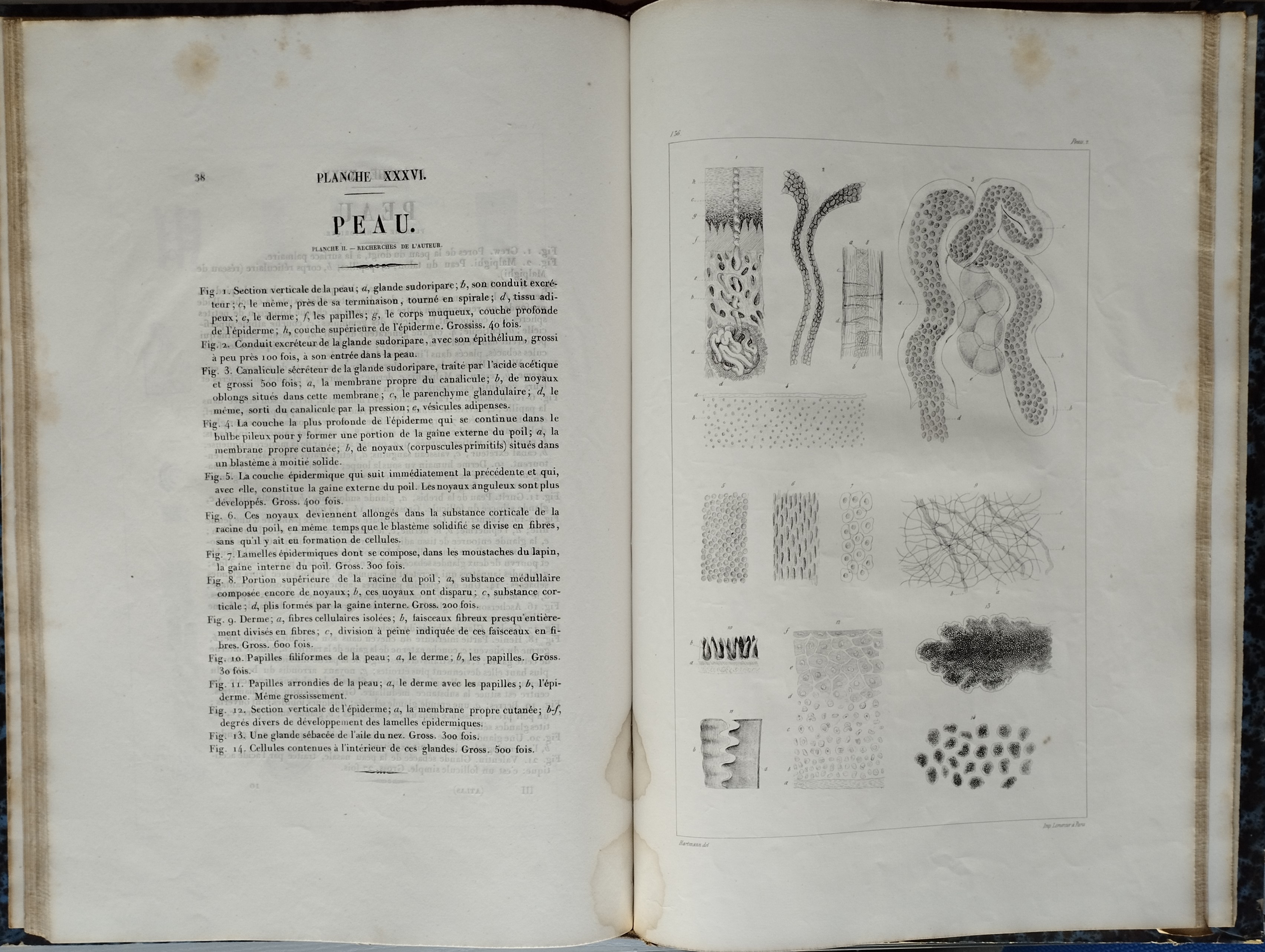 L' Anatomie microscopique. Tome premier, Histologie ou Recherches sur les éléments microscopiques des tissus, des organes et des liquides... Louis Mandl, 1838-1857