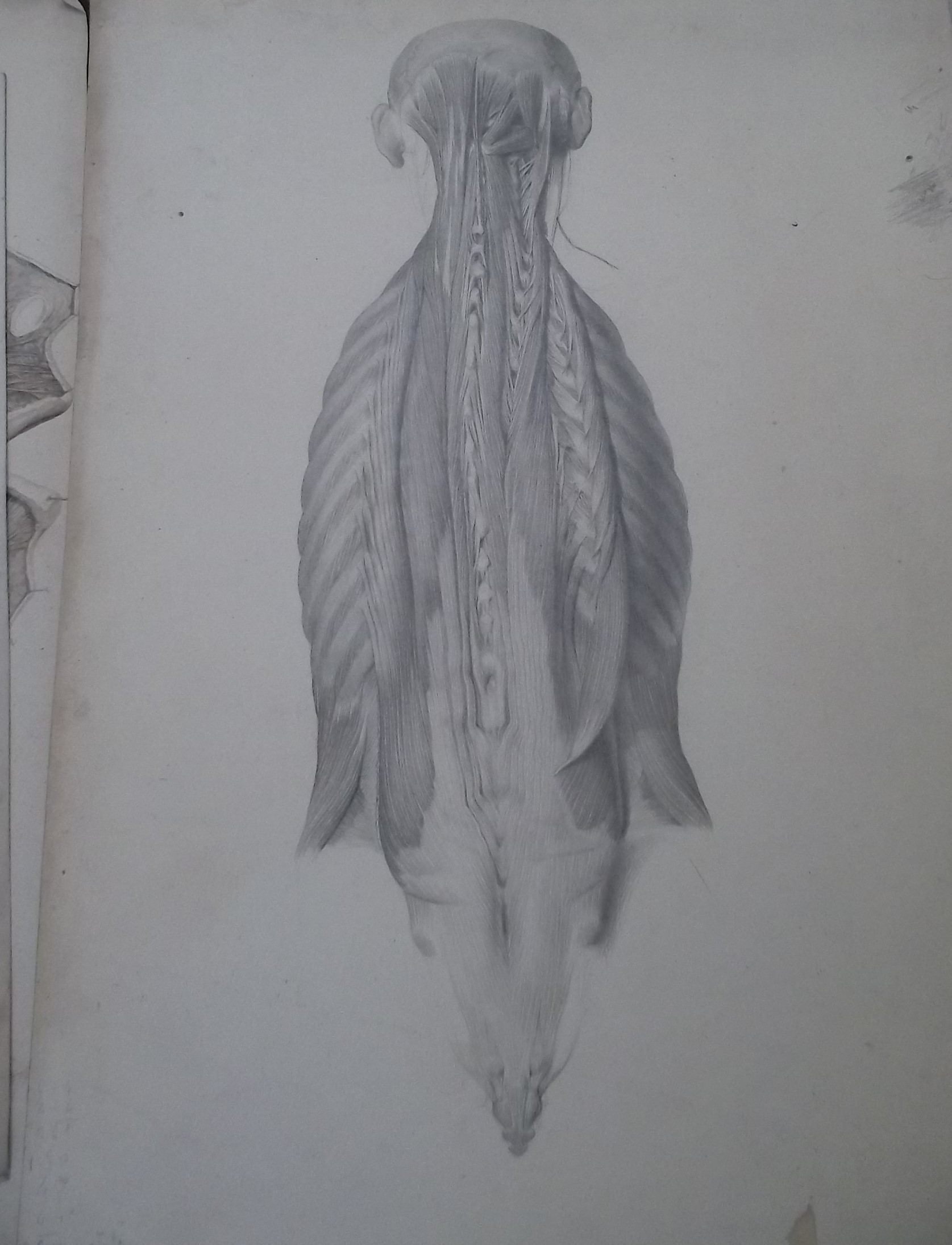 Dessin manuscrit d'un étudiant en médecine vers 1870 (issu d'une pochette de dessins conservée à la BU Santé de l'Université de Rouen Normandie)